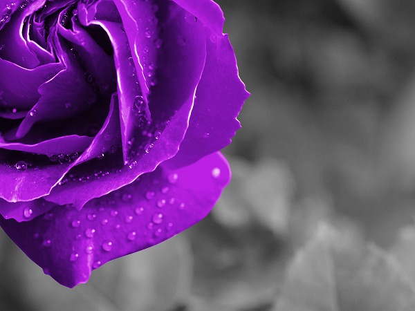 パープル 紫色のバラ 薔薇 ビンテージのフリー素材 無料の写真素材なら Foto Project