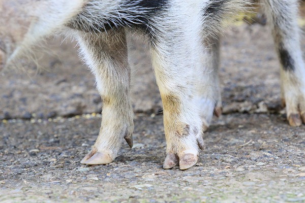 ブタ 子豚の足のフリー素材 無料の写真素材なら Foto Project