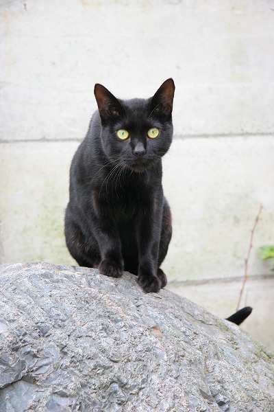 黒猫 クロネコのフリー素材 無料の写真素材なら Foto Project