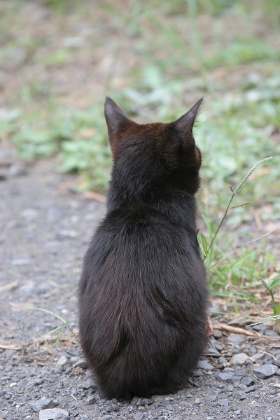 子猫の後姿 黒猫 クロネコのフリー素材 無料の写真素材なら Foto Project