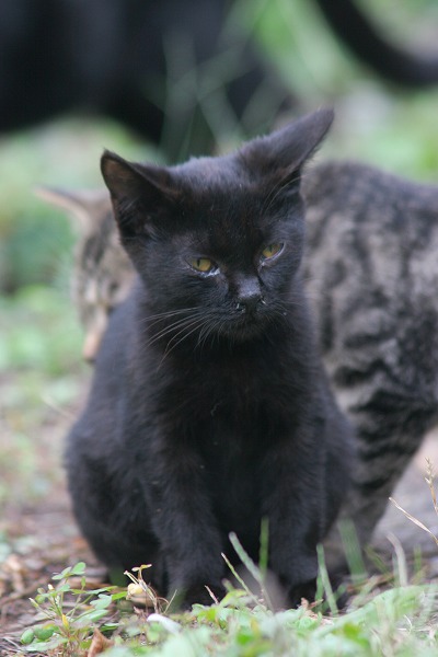 黒猫 クロネコ 子猫のフリー素材 無料の写真素材なら Foto Project