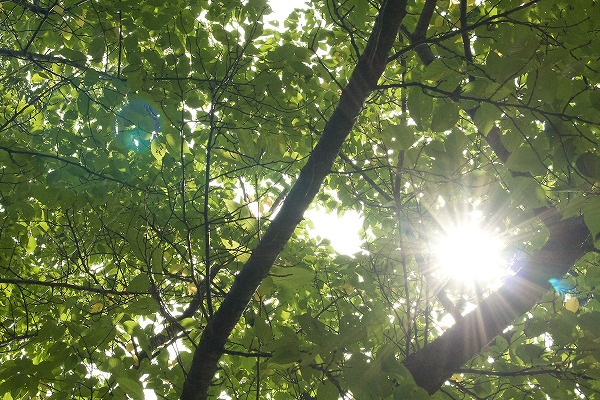 新緑 葉 太陽の日差しのフリー素材 無料の写真素材なら Foto Project