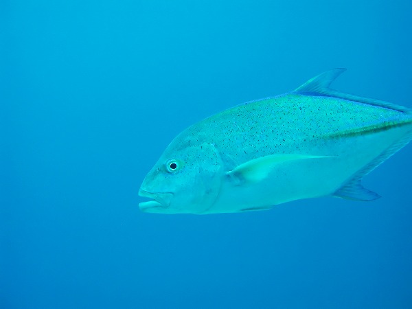 魚 海底 海中撮影のフリー素材 無料の写真素材なら Foto Project