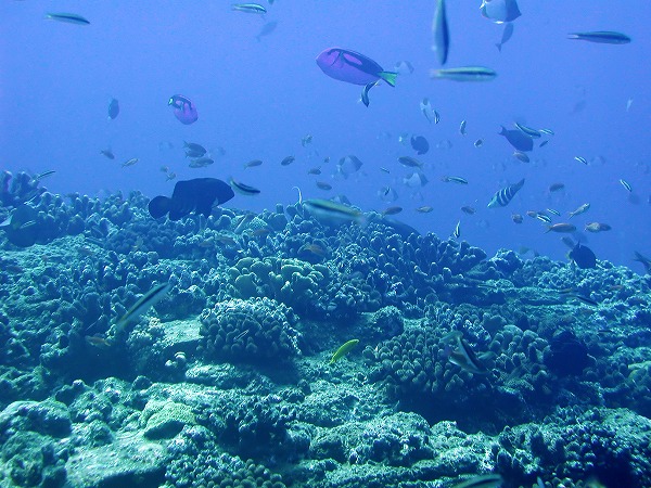 熱帯魚 サンゴ 海底 海中風景のフリー素材 無料の写真素材なら Foto Project