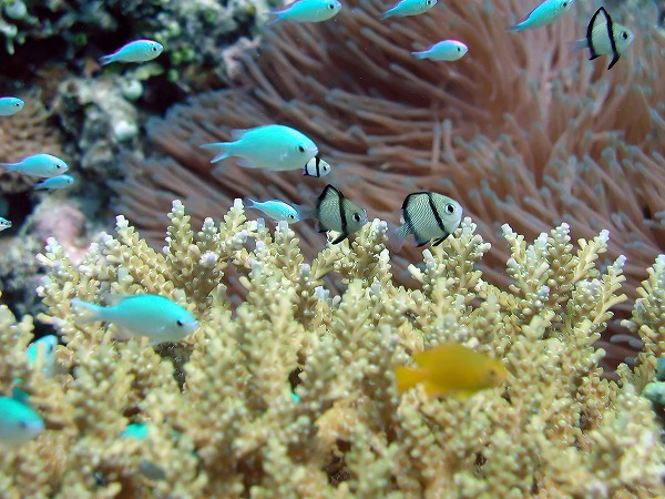 熱帯魚 サンゴ 海底 海中風景のフリー素材 無料の写真素材なら Foto Project