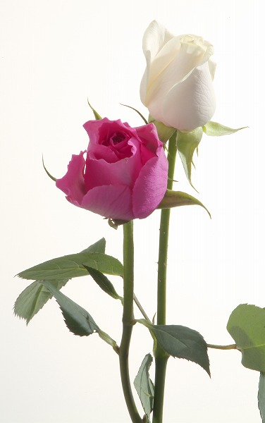 薔薇 バラの花のフリー素材 無料の写真素材なら Foto Project