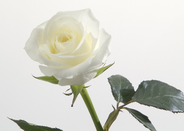 白い薔薇 バラの花のフリー素材 無料の写真素材なら Foto Project