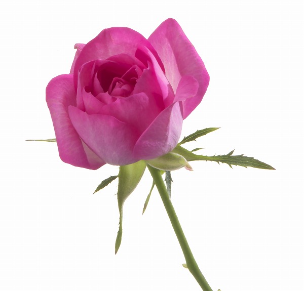 ピンクの薔薇 バラの花のフリー素材 無料の写真素材なら Foto Project
