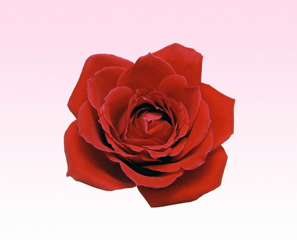 赤い薔薇 バラの花のフリー素材 無料の写真素材なら Foto Project