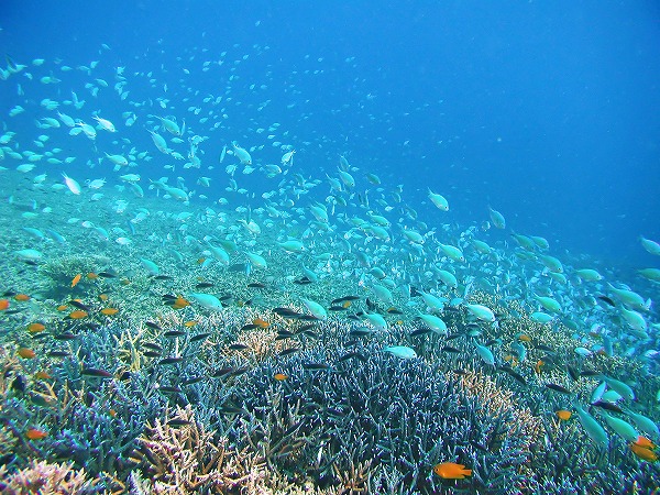 熱帯魚 魚群 サンゴ 海中風景のフリー素材 無料の写真素材なら Foto Project
