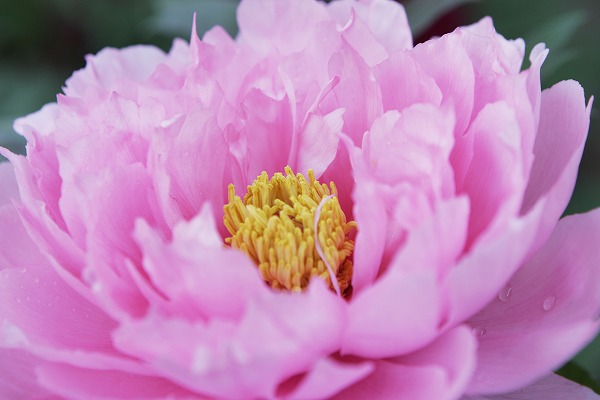 牡丹 ほたん ピンクのフリー素材 無料の写真素材なら Foto Project