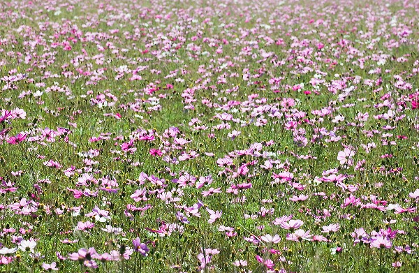 コスモス 秋花 花畑のフリー素材 無料の写真素材なら Foto Project