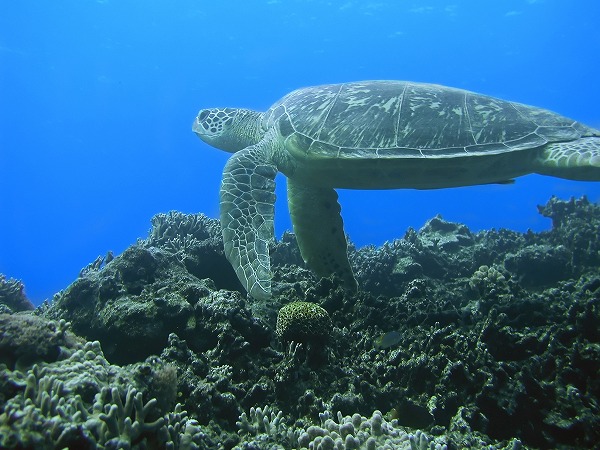 海ガメ 亀 海中 海底風景のフリー素材 無料の写真素材なら Foto Project