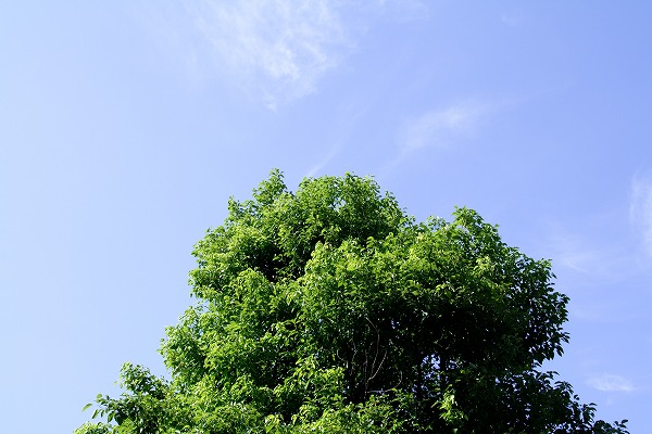 緑の樹木と青空のフリー素材 無料の写真素材なら Foto Project
