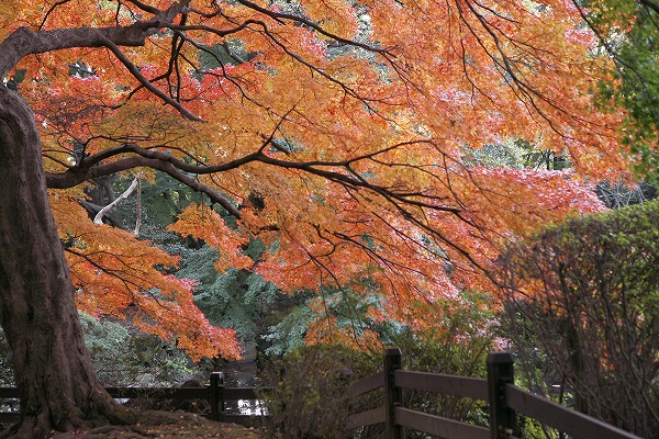 紅葉風景のフリー素材 無料の写真素材なら Foto Project