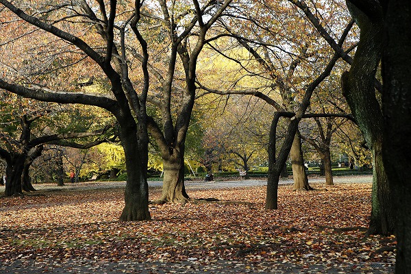 秋の公園 落葉する樹木のフリー素材 無料の写真素材なら Foto Project