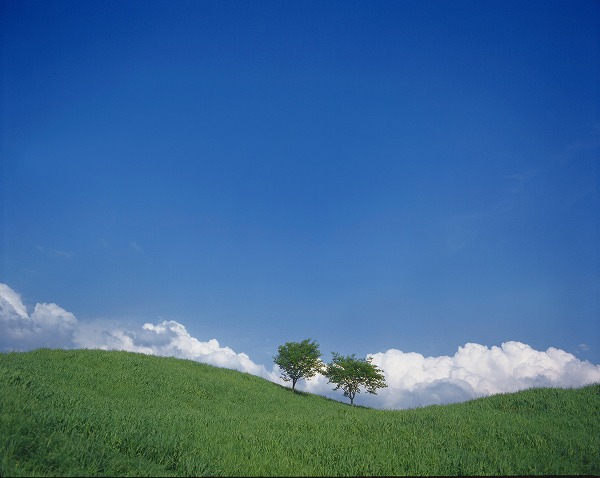 草原の木と青空 丘のフリー素材 無料の写真素材なら Foto Project