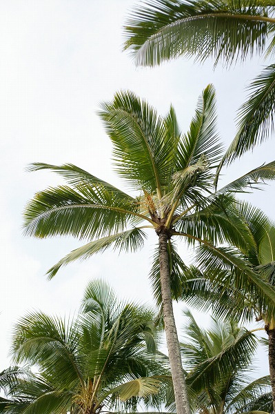 椰子 ヤシの木のフリー素材 無料の写真素材なら Foto Project