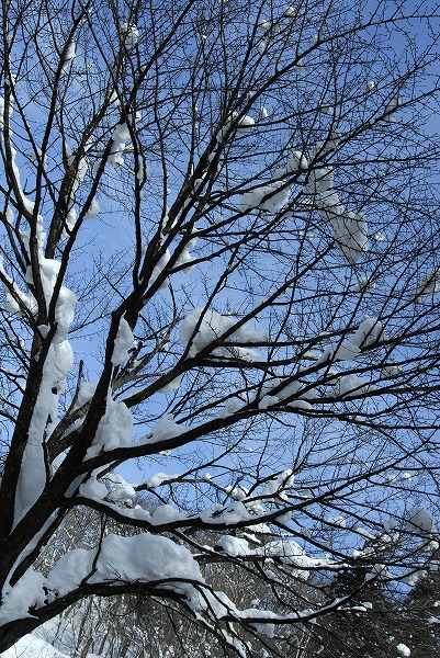 冬の木 枝と雪のフリー素材 無料の写真素材なら Foto Project