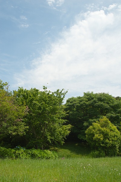 大地と青空 緑の木々 芝生のフリー素材 無料の写真素材なら Foto Project