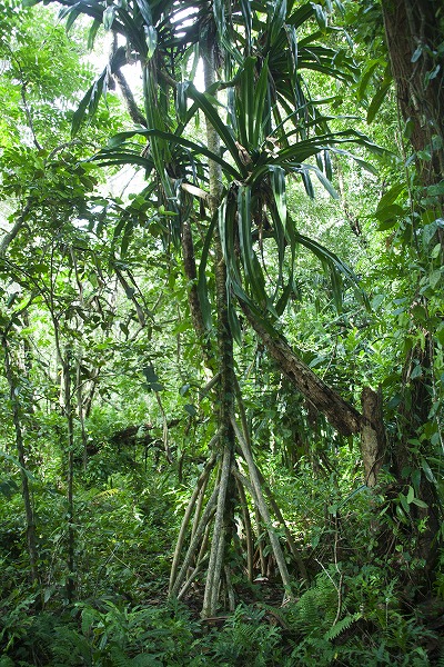 ジャングルに生える樹木 森林のフリー素材 無料の写真素材なら Foto Project