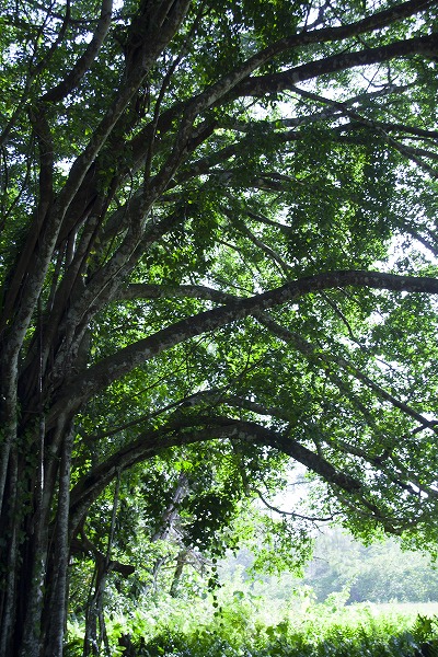 木漏れ日あふれる森 繁茂する野草のフリー素材 無料の写真素材なら Foto Project