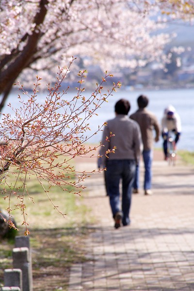 桜並木を散歩する人々のフリー素材 無料の写真素材なら Foto Project