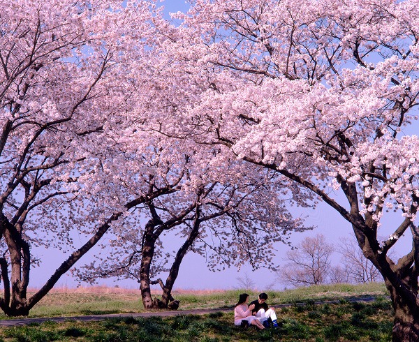 カップルと桜のフリー素材 無料の写真素材なら Foto Project