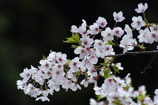 サクラ 桜の花 桜花のフリー素材 無料の写真素材なら Foto Project