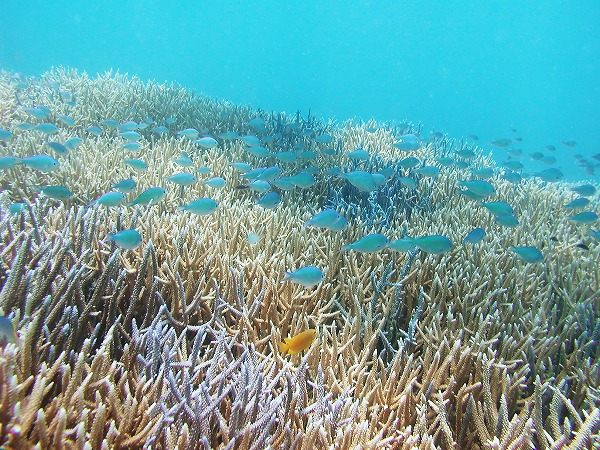 サンゴ 珊瑚礁 小魚 熱帯魚 海底風景のフリー素材 無料の写真素材なら Foto Project