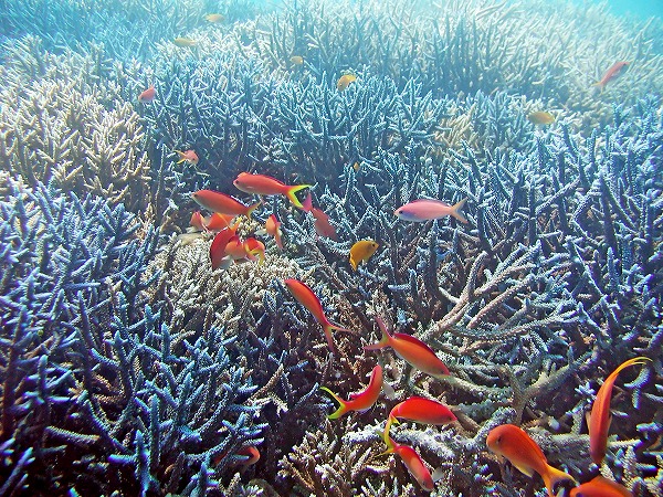 サンゴ 珊瑚礁 小魚 熱帯魚 海底風景のフリー素材 無料の写真素材なら Foto Project