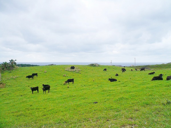 牧場の牛 丘のフリー素材 無料の写真素材なら Foto Project