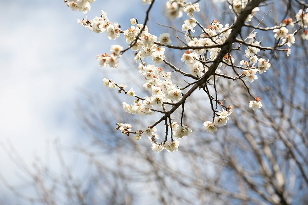 梅の花 白梅のフリー素材 無料の写真素材なら Foto Project