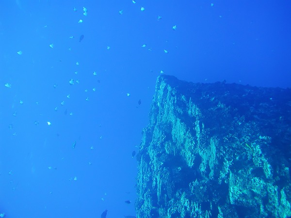 水中撮影 熱帯魚 珊瑚礁 海底イメージのフリー素材 無料の写真素材なら Foto Project