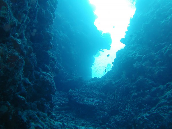 水中写真 熱帯魚 海底イメージのフリー素材 無料の写真素材なら Foto Project