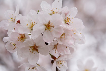 植物 樹木 花のフリー画像素材 無料の写真素材なら Foto Project