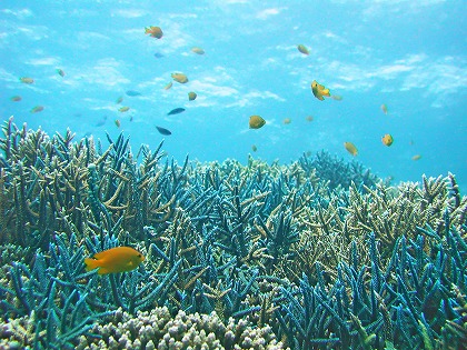 サンゴ・珊瑚礁イメージ